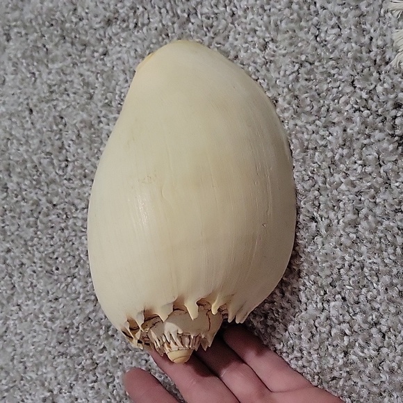 Large Natural Ocean Shell, Melo Broderipii, Huge Striped Shell, Large Tiger Seas - Picture 4 of 6